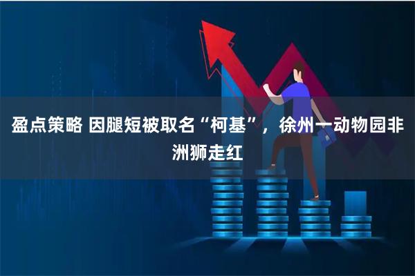 盈点策略 因腿短被取名“柯基”，徐州一动物园非洲狮走红
